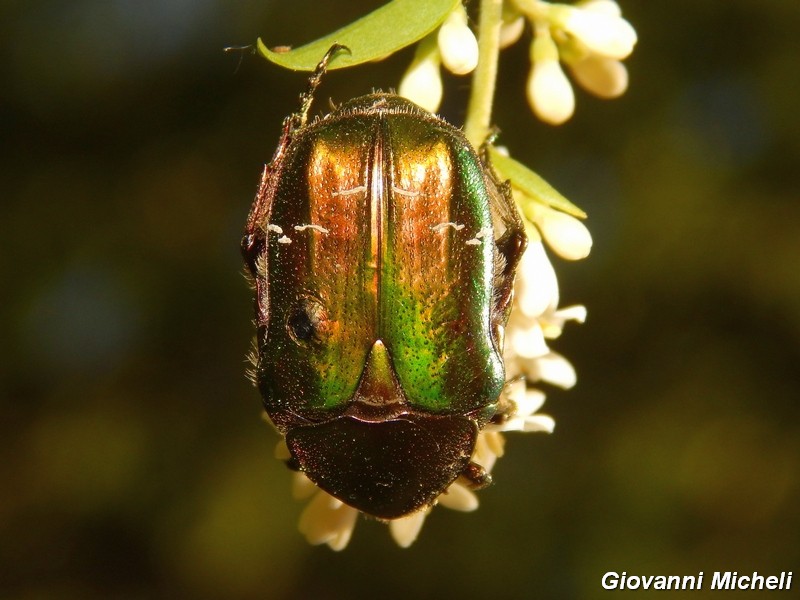 Cetonia aurata pisana